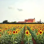 Appartamento Casalpiano